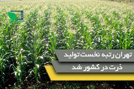 استان تهران دارنده رتبه نخست تولید ذرت در کشور