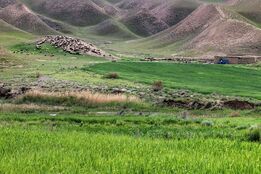 ۲۶ ایستگاه تولید بذر مرتعی در کشور فعال می شود