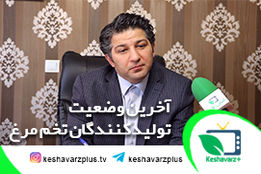 هشدار کمبود تخم مرغ در آینده نزدیک