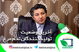 هشدار کمبود تخم مرغ در آینده نزدیک