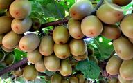 رشد 20 درصدی تجارت کشاورزی روسیه و ایران از ابتدای سال جاری میلادی