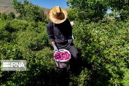 جشنواره برداشت گل محمدی عنصرود