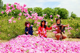 همایش ایران، سرزمین گل محمدی 27 آبان برگزار می‌گردد