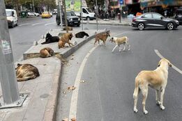 تغذیه خودسرانه سگ‌‎های بی صاحب در استانبول ممنوع شد
