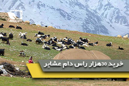 توزیع 1میلیون تن نهاده دامی در جامعه عشایری