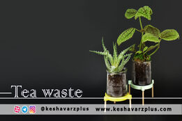 آموزش ساخت کود با استفاده از تفاله چای