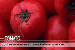 خطرات پنهان در مصرف زیاد گوجه فرنگی (دوبله اختصاصی)