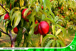 گلایه های یک باغدار!