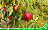 گلایه های یک باغدار!