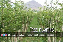 آغاز طرح کاشت ۱۴ میلیون اصله نهال از ۱۴ آذر