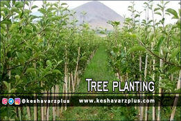 آغاز طرح کاشت ۱۴ میلیون اصله نهال از ۱۴ آذر
