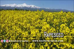 چند روش ساده برای زیاد شدن روغن