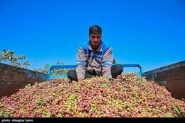 فائو: ترکیه باز هم سهم ایران از بازار جهانی پسته را ربود!