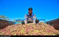 فائو: ترکیه باز هم سهم ایران از بازار جهانی پسته را ربود!