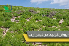 آغاز گام دوم طرح جهش تولید در دیمزارها 