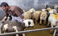 واردات دام و گوشت قرمز از پاکستان تحت نظارت بهداشتی و قرنطینه‌ای است