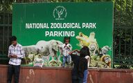 تعطیلی باغ‌وحش دهلی به دلیل شیوع آنفلوانزای پرندگان