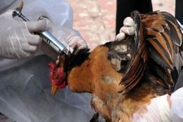 شیوع آنفلوآنزای فوق حاد پرندگان در ترکیه/ ایران ایمن است