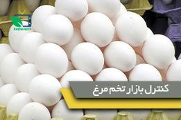 وزیر جهاد کشاورزی: برای کنترل و برقراری آرامش در بازار تخم مرغ در تلاش هستیم