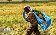  برداشت شلتوک از مزارع استان فارس
