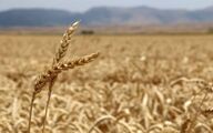 هرگونه جابه‌جایی غیرمجاز گندم قاچاق است