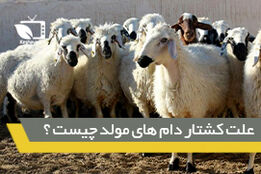 بررسی چرایی کشتار دام های مولد در کشور