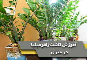 آموزش کاشت زاموفیلیا در منزل