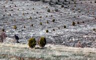 شناسایی سرمایه گذاران چوب در استان ها/احیای نهالستان ها با طرح کاشت یک میلیارد درخت