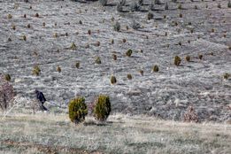 شناسایی سرمایه گذاران چوب در استان ها/احیای نهالستان ها با طرح کاشت یک میلیارد درخت