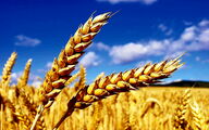 پیشنهاد گندم 52 هزار تومانی به دولت