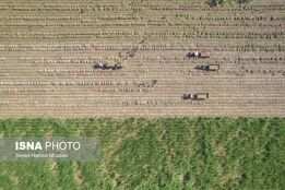 کشت سنتی نیشکر در هفت‌تپه