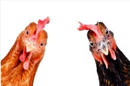 وقتی هیجان، جای حقیقت را می‌گیرد/ بازخوانی یک شایعه قدیمی و ضرورت اخلاق رسانه‌ای در مواجهه با اخبار حساس