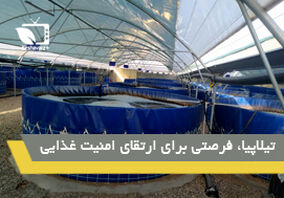 تیلاپیا، فرصتی برای ارتقاء امنیت غذایی