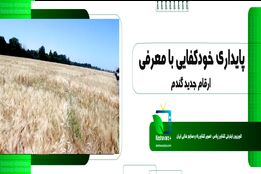 پایداری خودکفایی با معرفی ارقام جدید گندم 