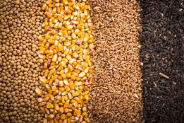 صدور مجوز واردات 5.5 میلیون تن نهاده‌ دامی توسط ستاد تنظیم بازار