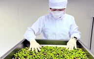 طلای سبز ژاپن در سایه فوجی؛ روغن زیتونی که معادلات اقلیم را شکست