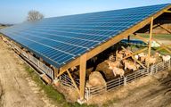 کشف نتایج شگفت‌انگیز از ترکیب پنل‌های خورشیدی با کشاورزی 