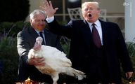 ترامپ ۲ بوقلمون‌ کاخ سفید را با شوخی عفو کرد!