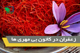 زعفران در کانون بی مهری ها