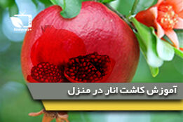 آموزش کاشت انار
