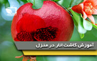 آموزش کاشت انار