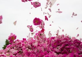 برداشت گل محمدی در ساوجبلاغ
