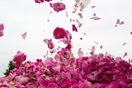 برداشت گل محمدی در ساوجبلاغ