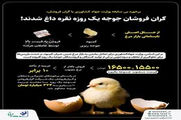 گران فروشان جوجه یک روزه نقره داغ شدند