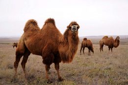 شترهای بومی ایران در مسیر توسعه ژنتیکی قرار گرفتند