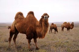 شترهای بومی ایران در مسیر توسعه ژنتیکی قرار گرفتند