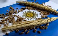 کاهش عوارض صادرات غلات در آرژانتین/ تحلیل تأثیر بر بازار جهانی غلات