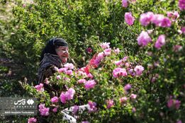 برداشت گل‌ محمدی در همدان