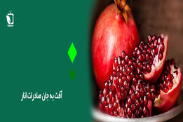 آفت به جان صادرات انار