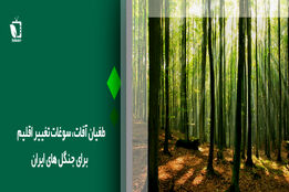 طغیان آفات، سوغات تغییر اقلیم برای جنگل های ایران